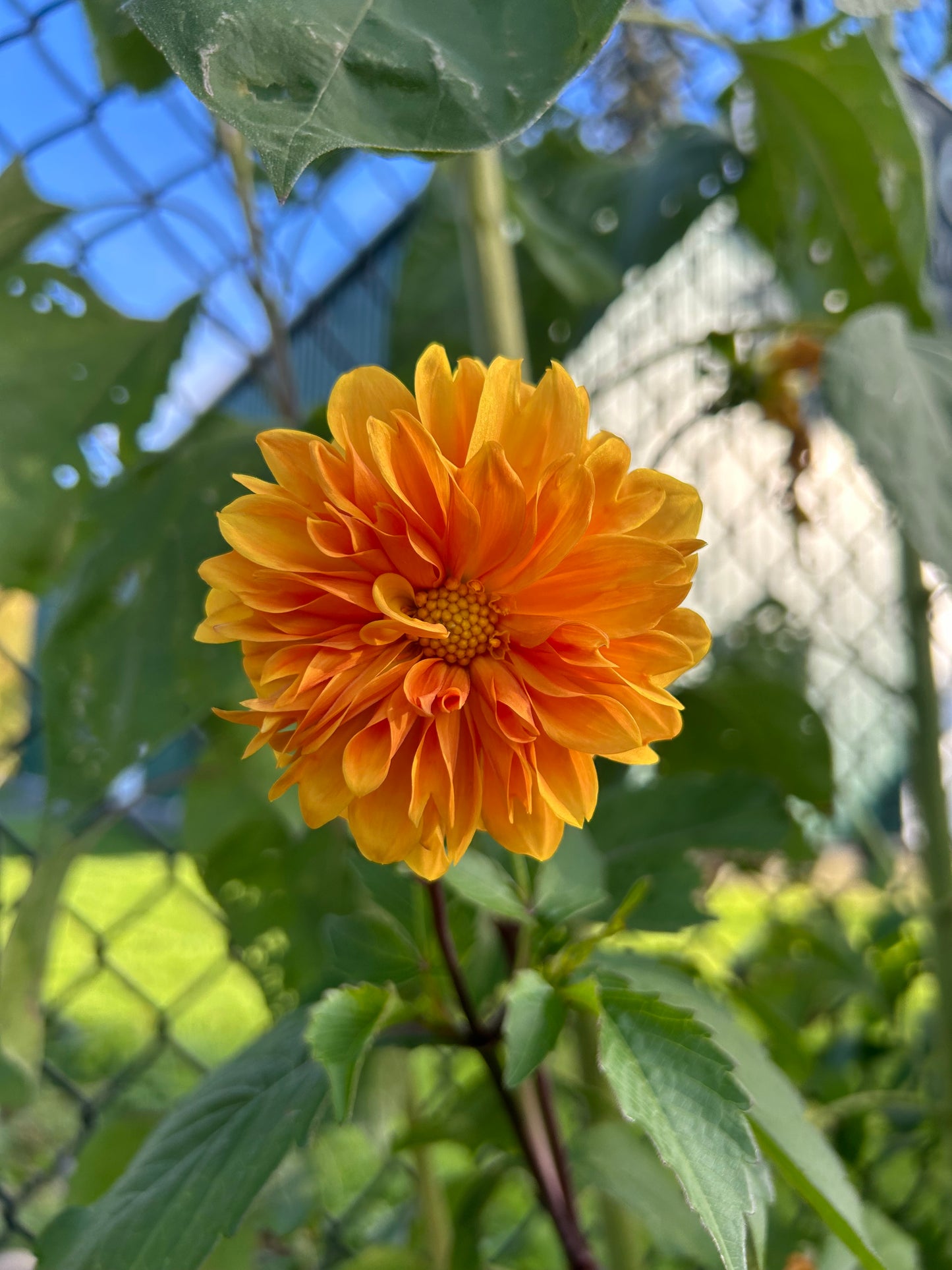 Open pollinated tubers