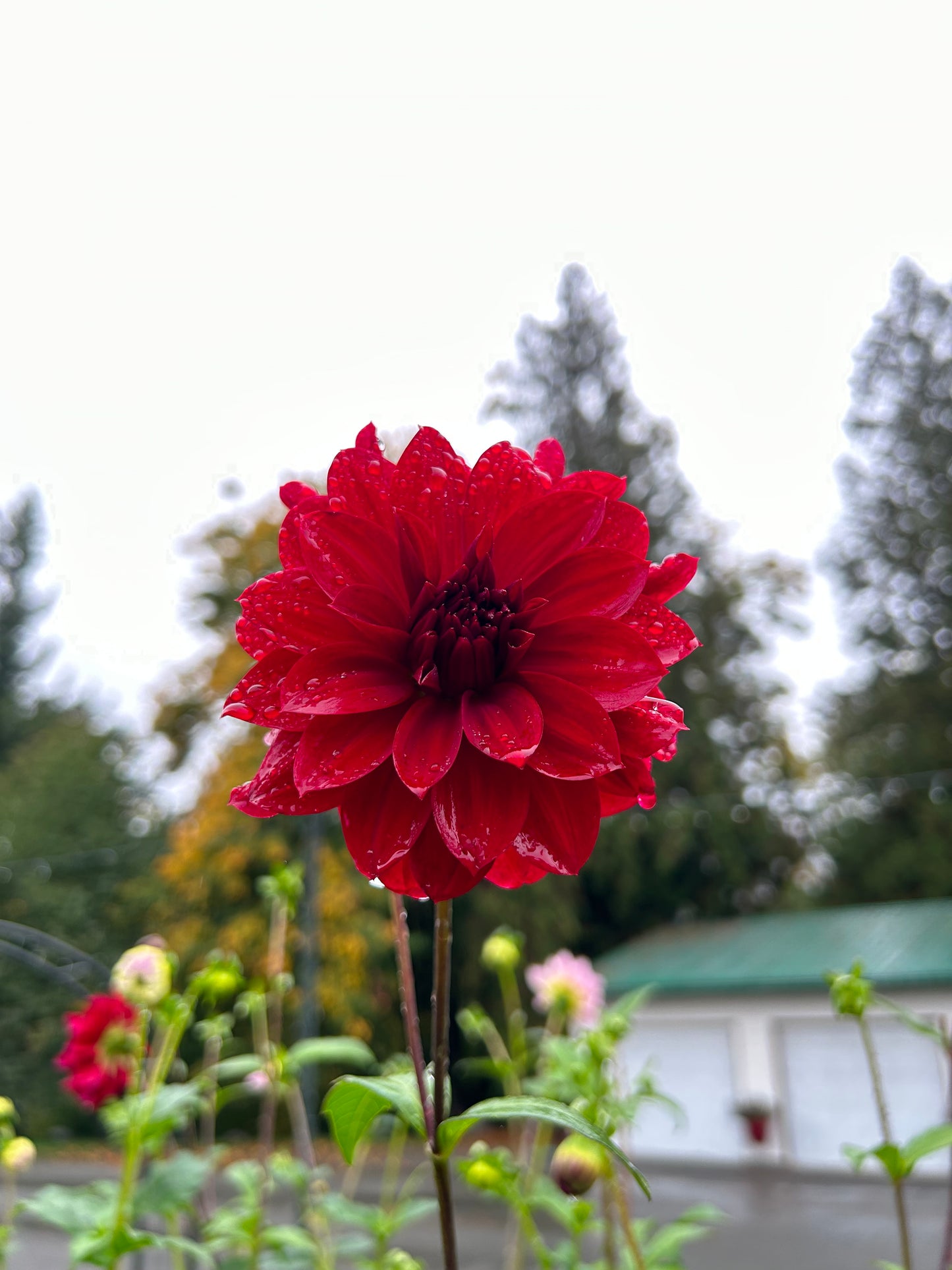 Red 29