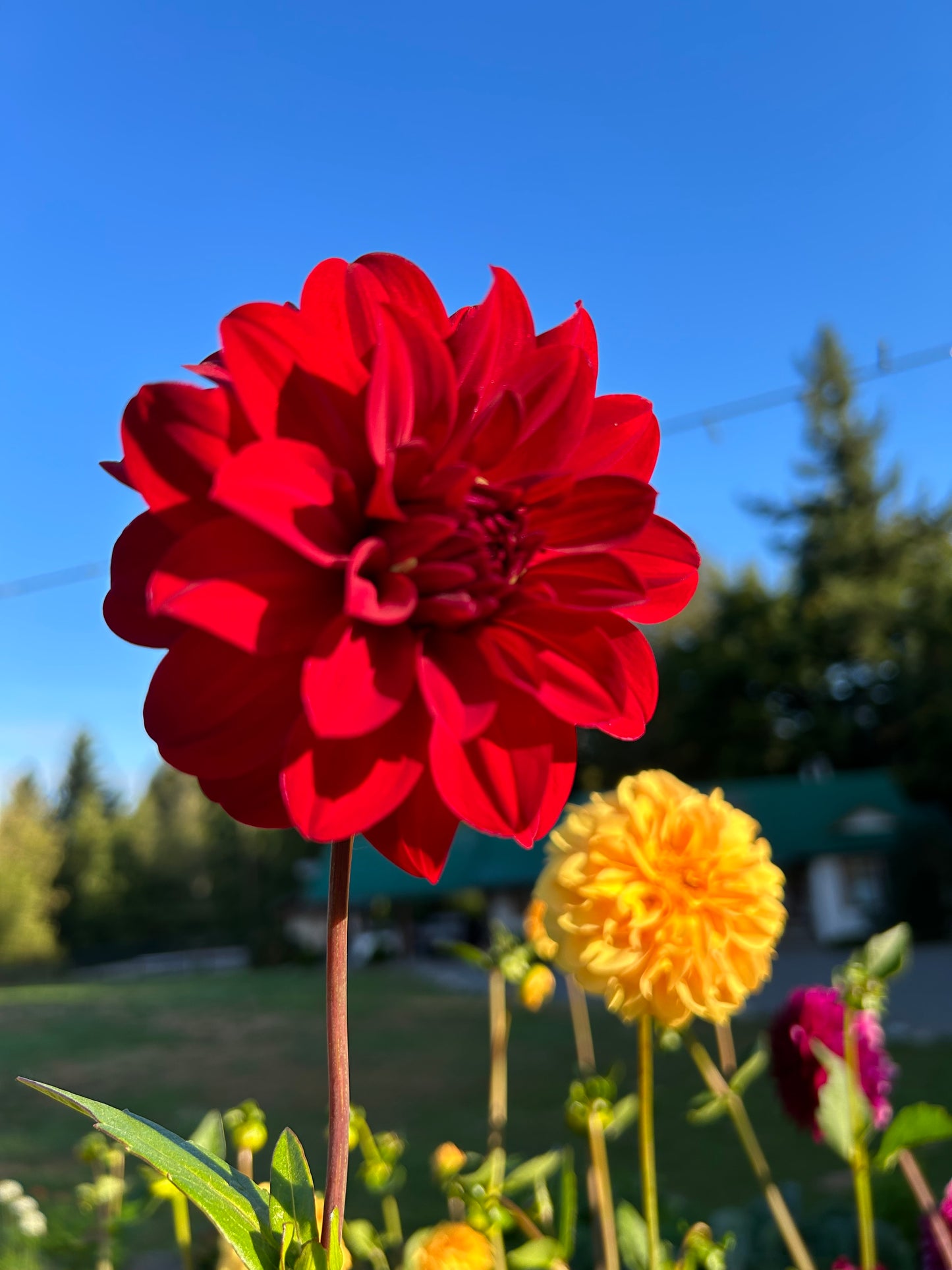 Red 29