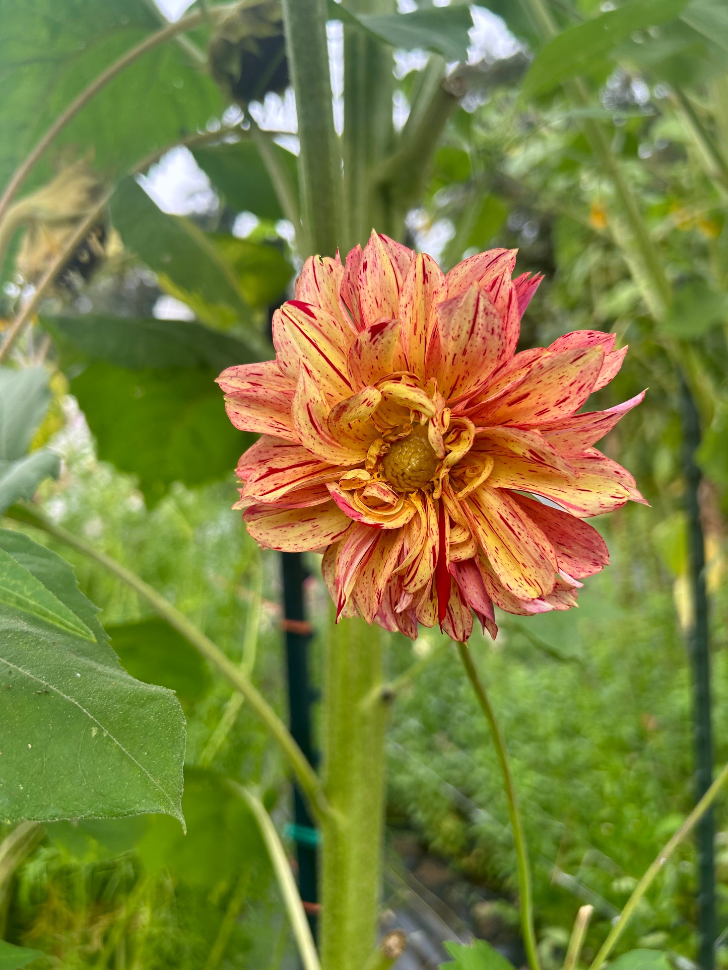 Open pollinated tubers