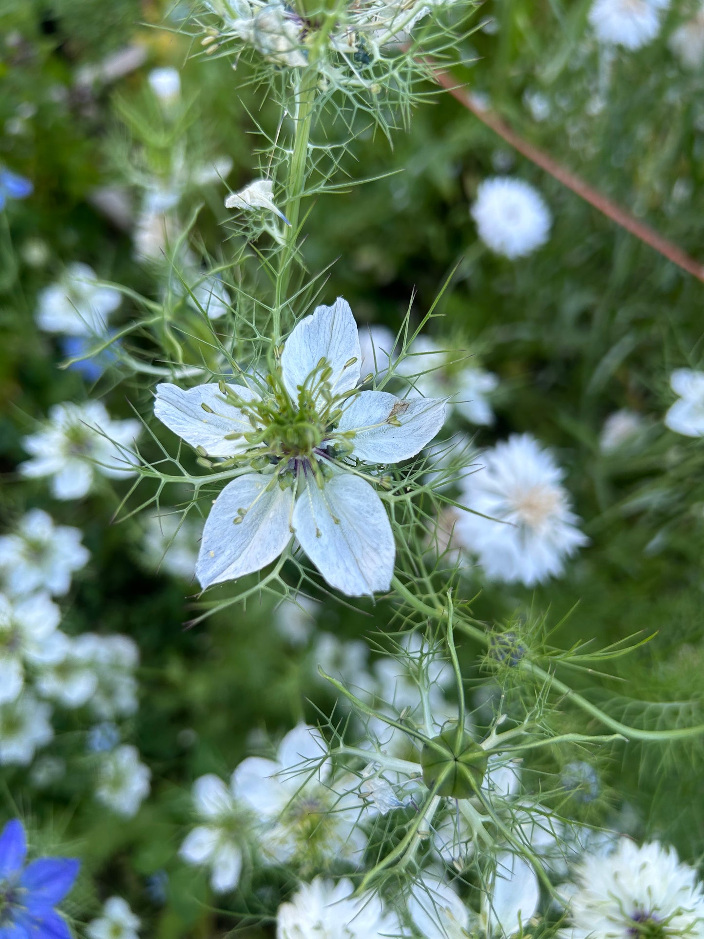 Nigella Mix Seeds
