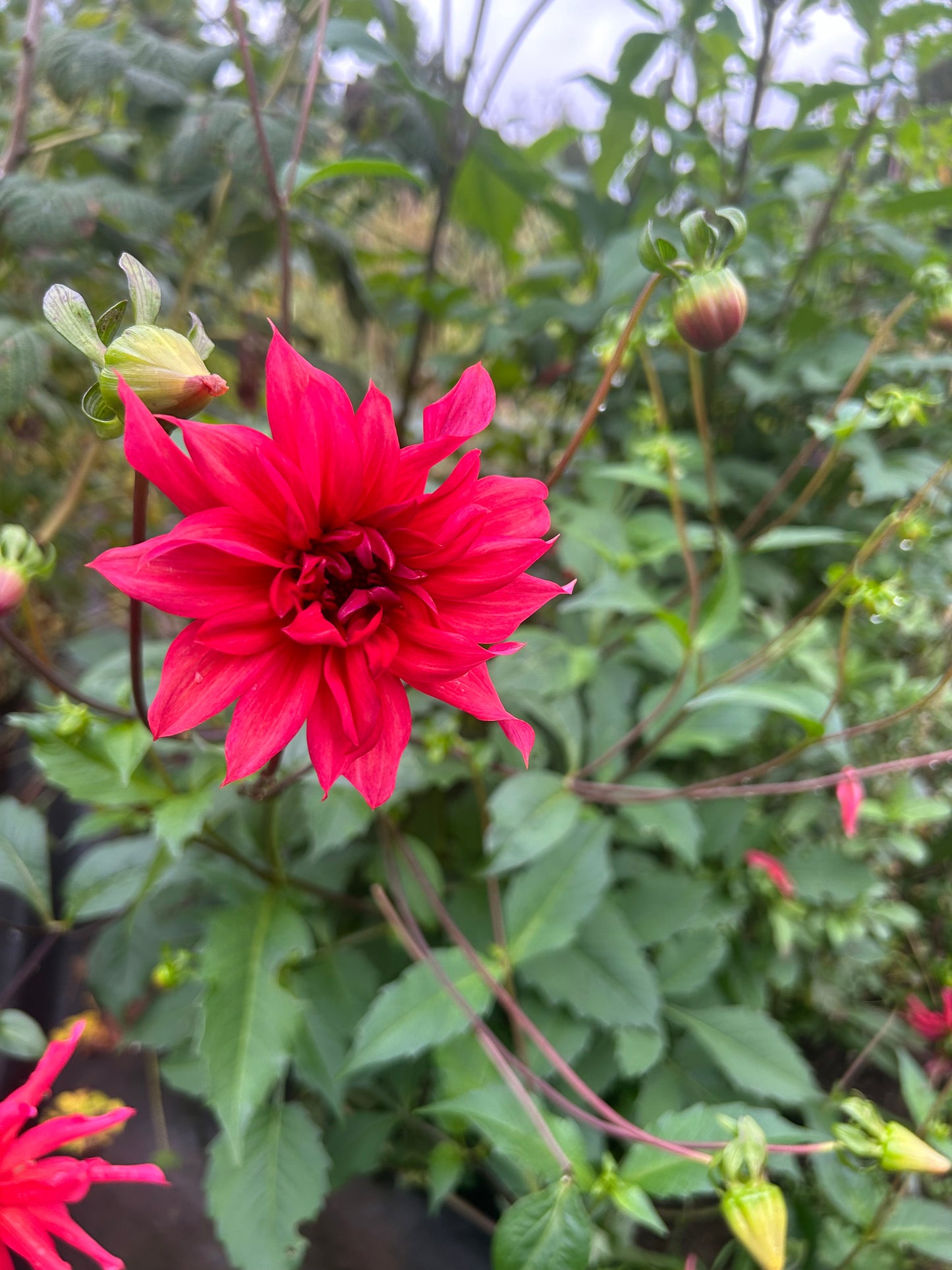 Open pollinated tubers