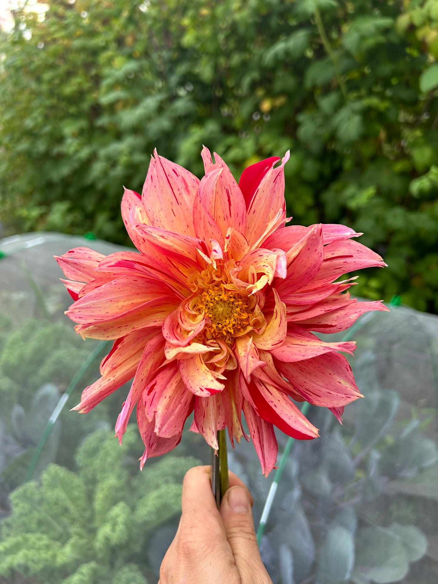 Open pollinated tubers