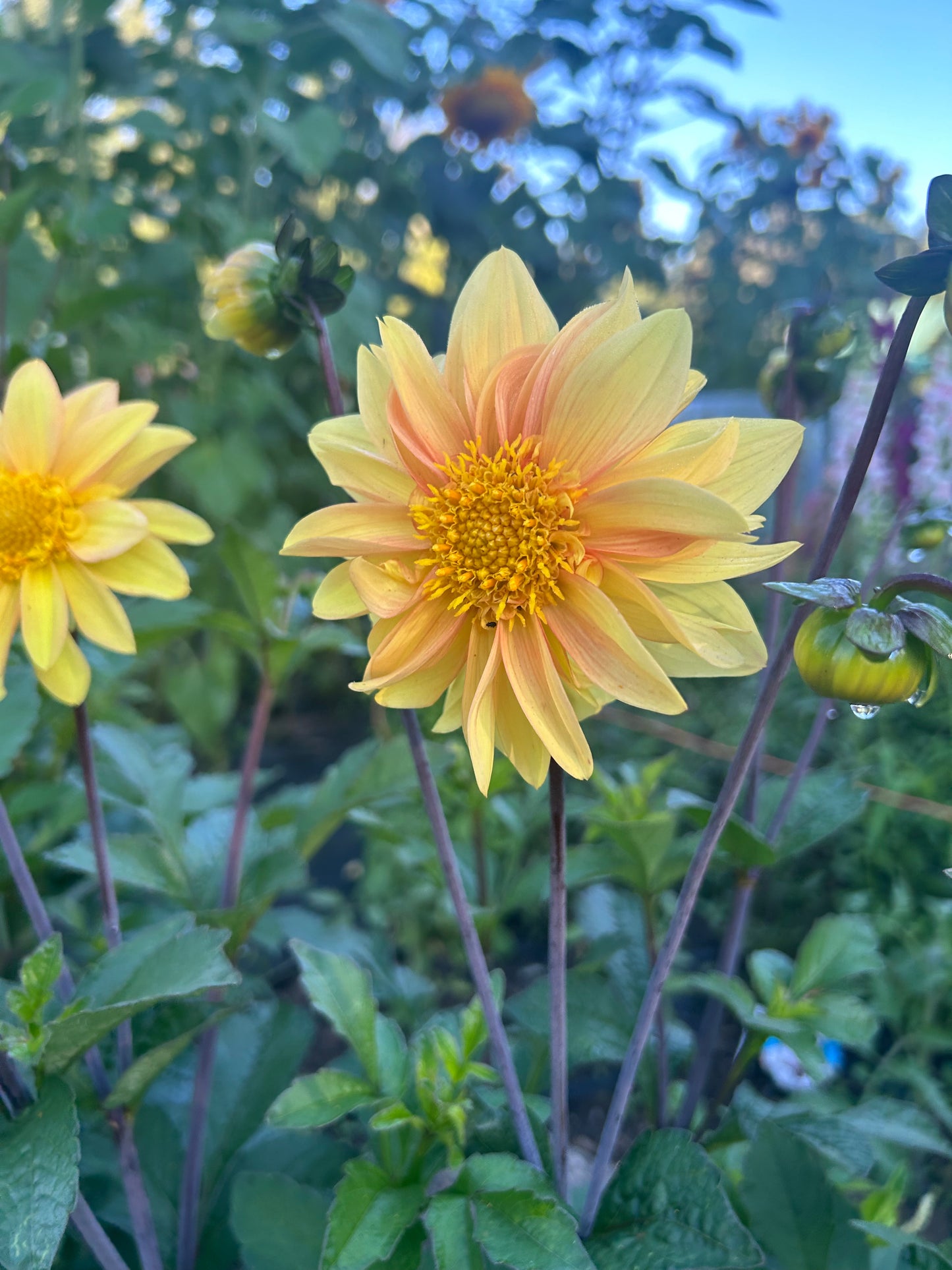 Open pollinated tubers