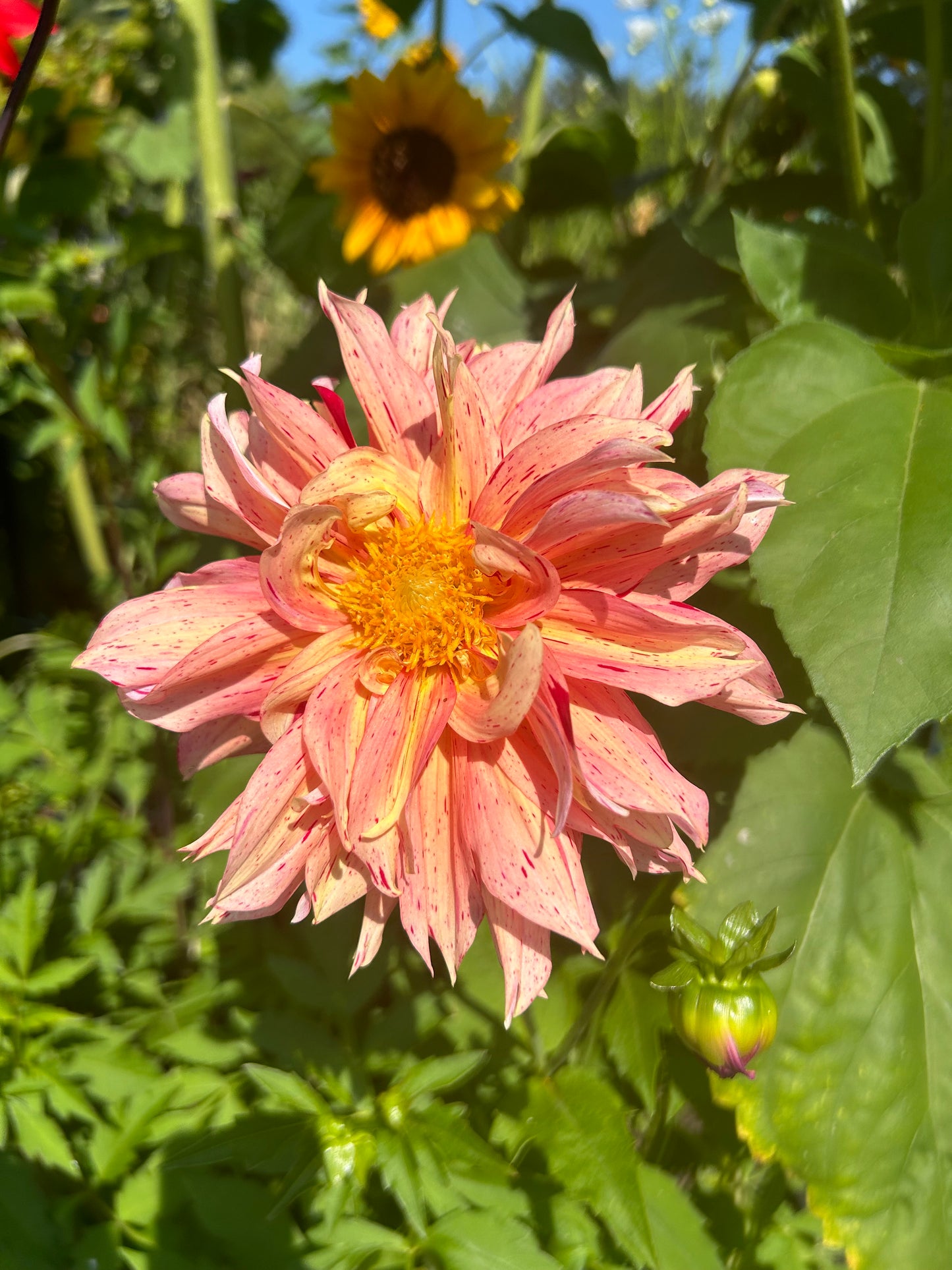 Open pollinated tubers