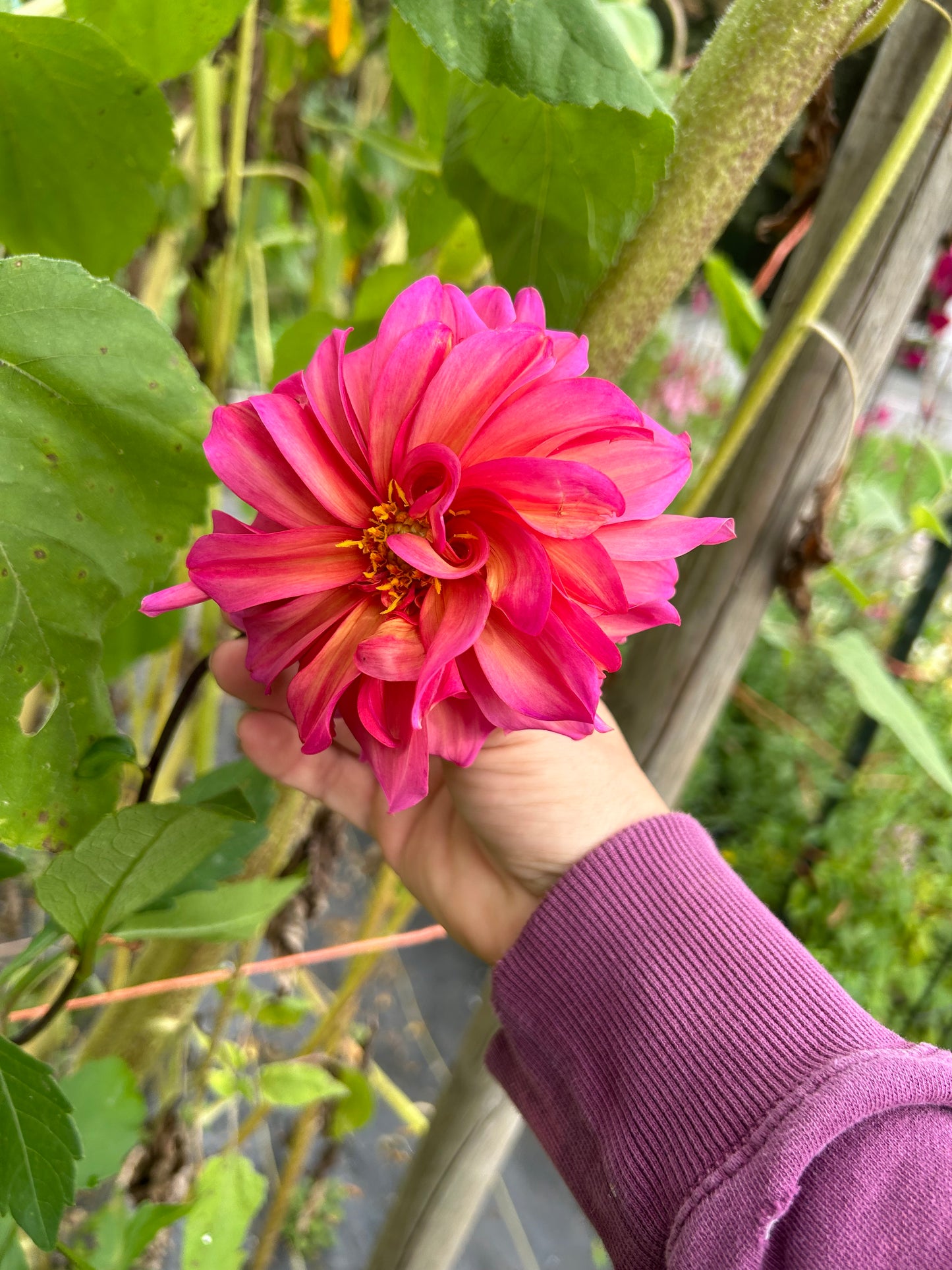 Open pollinated tubers