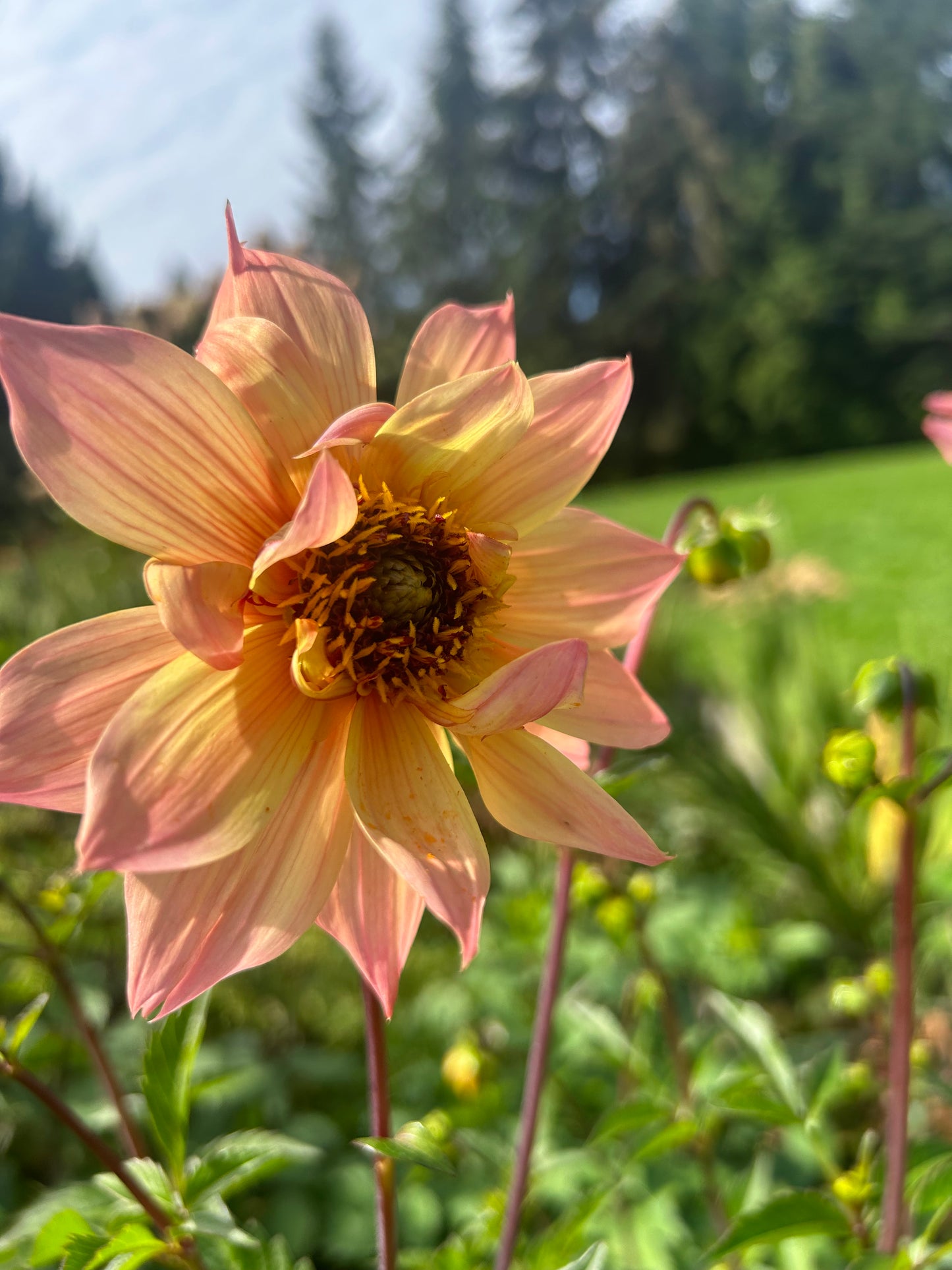 Open pollinated tubers