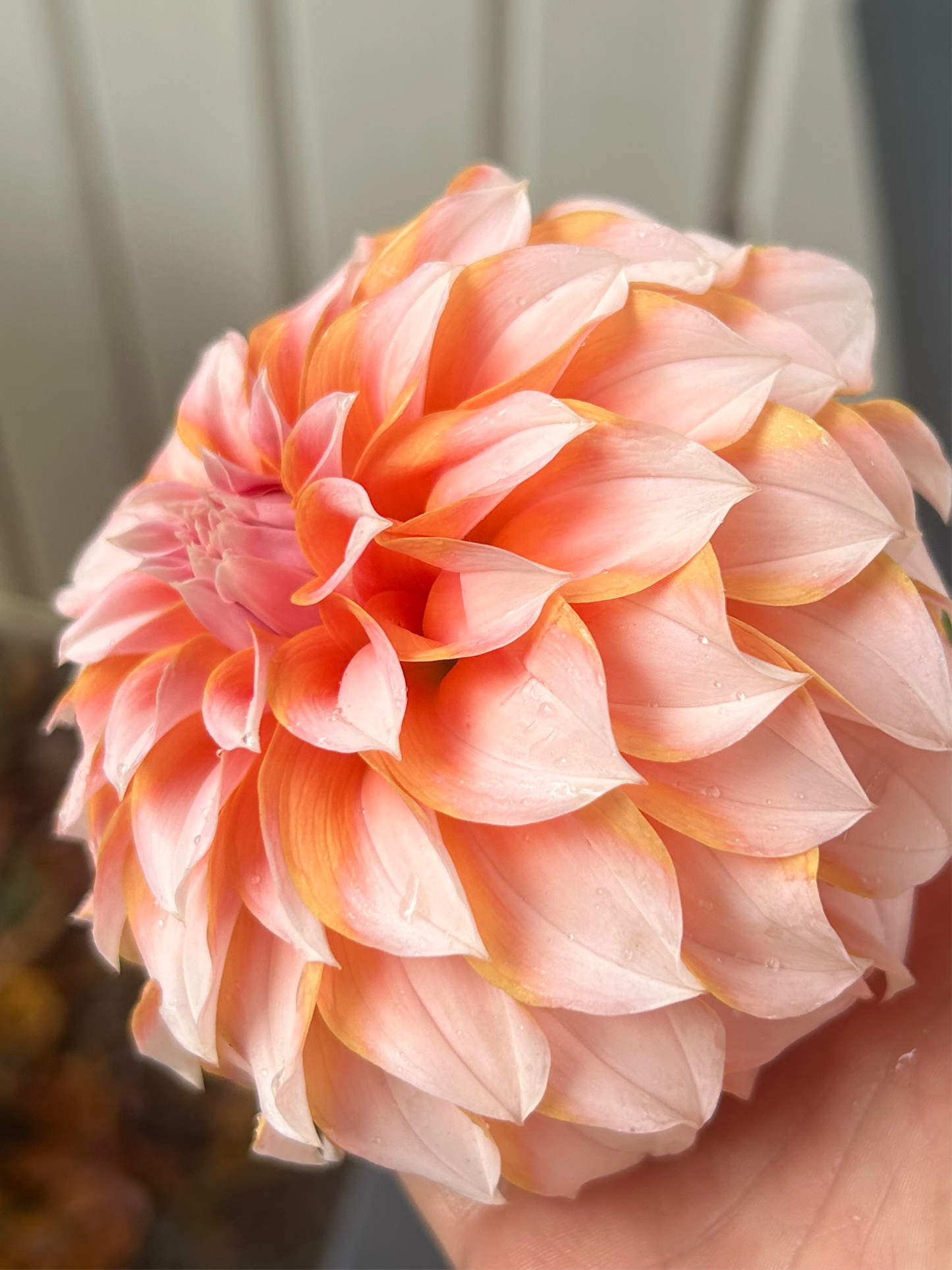 Peaches and Cream