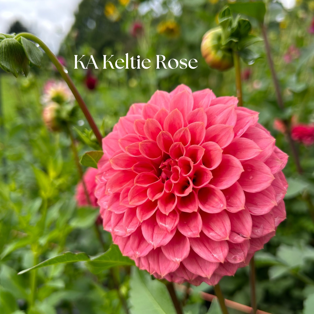 KA Keltie Rose