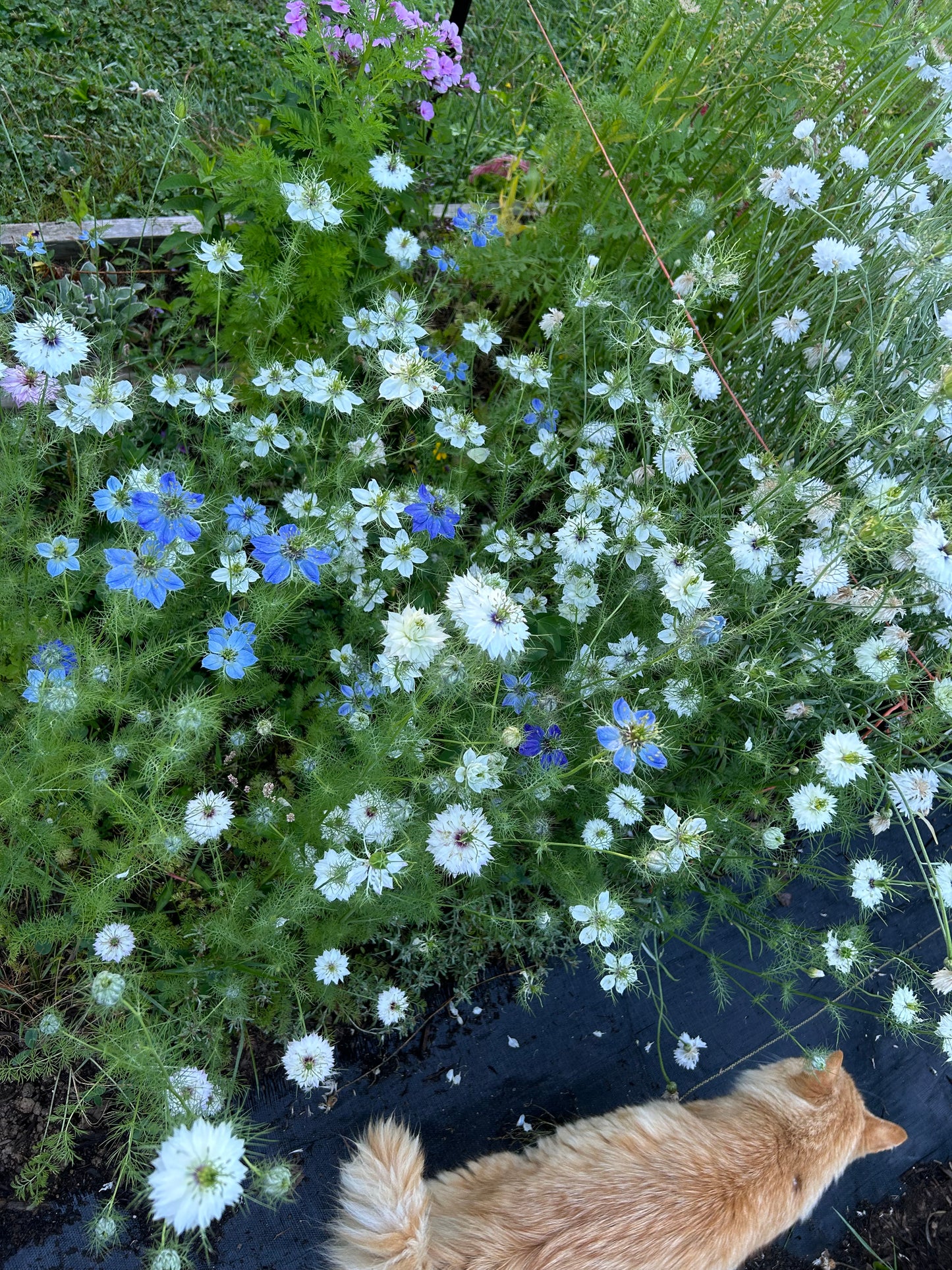 Nigella Mix Seeds