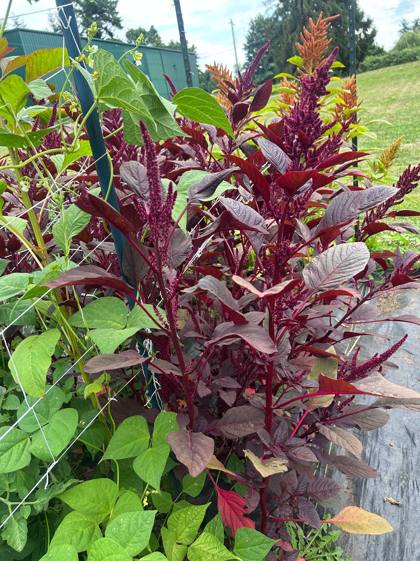 Amaranth Mix Seed