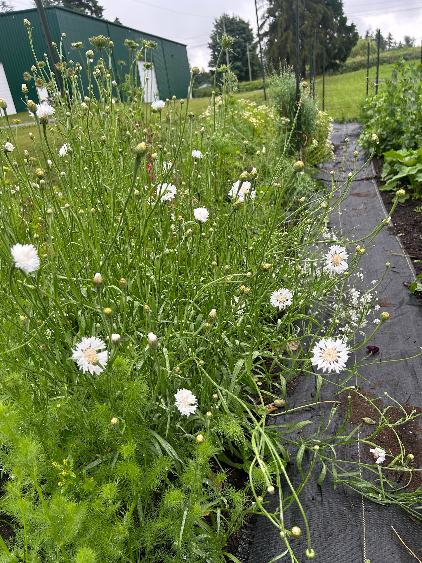 Bachelors Button seeds (white)