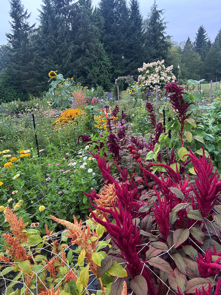 Fall Planting Seeds