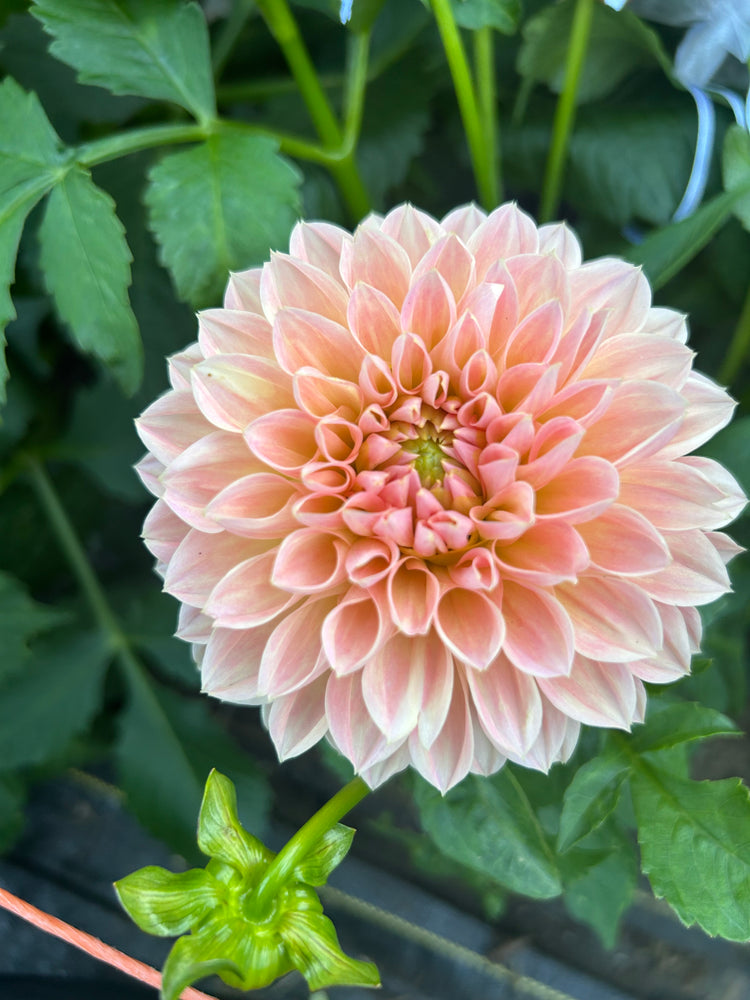 Dahlia Cutting Preview