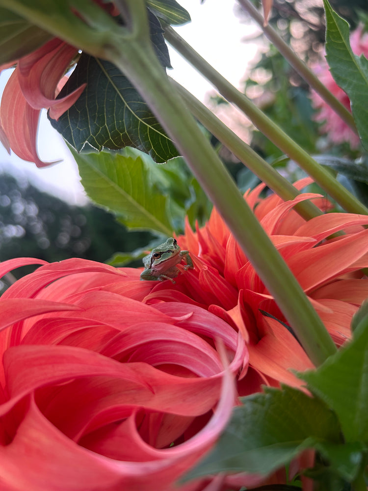 Dahlia Collection