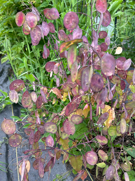 Lunaria Seeds