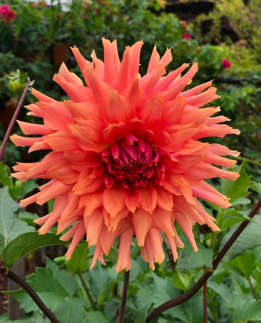 Terracotta