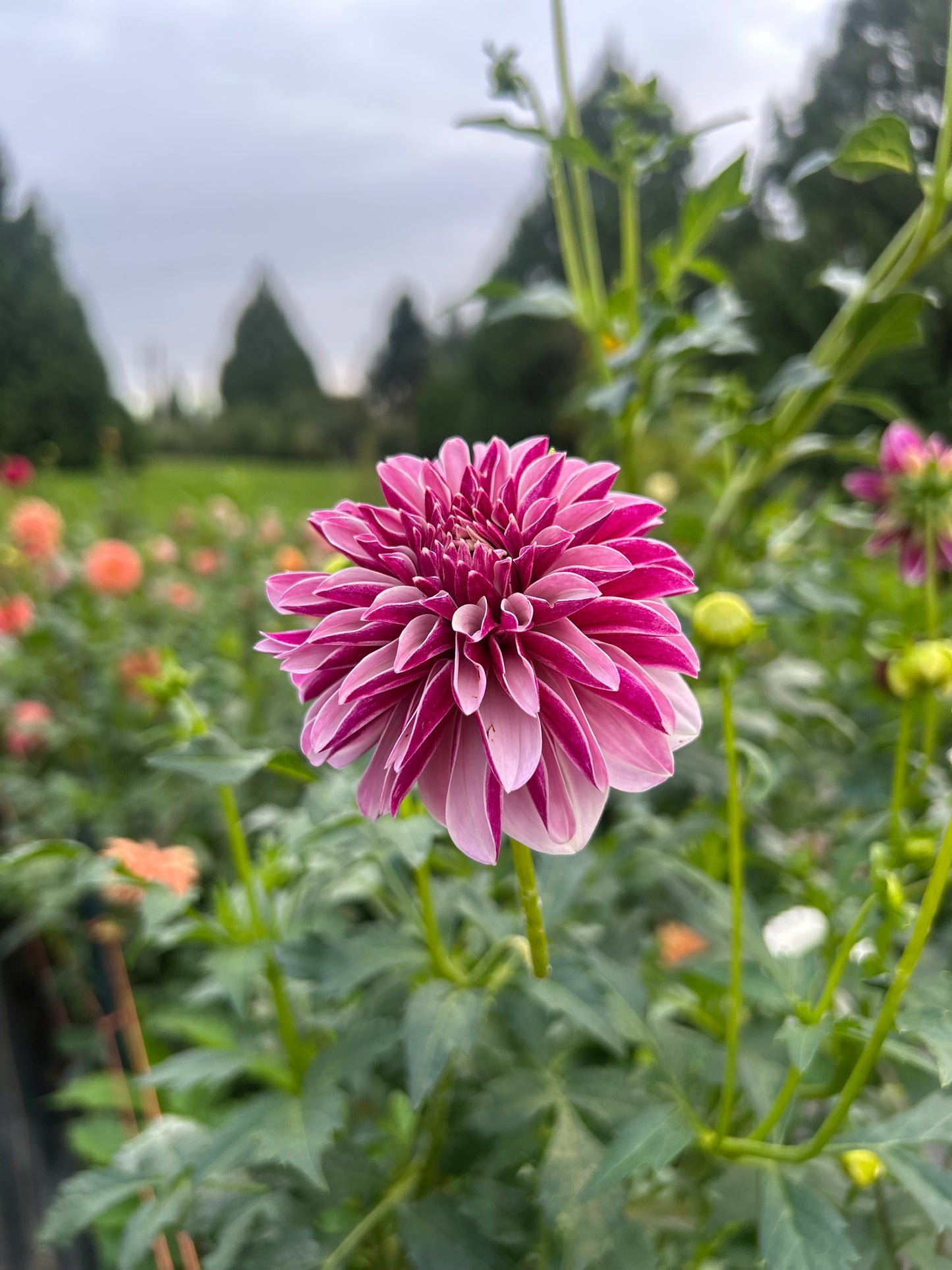 Salish Twilight Girl