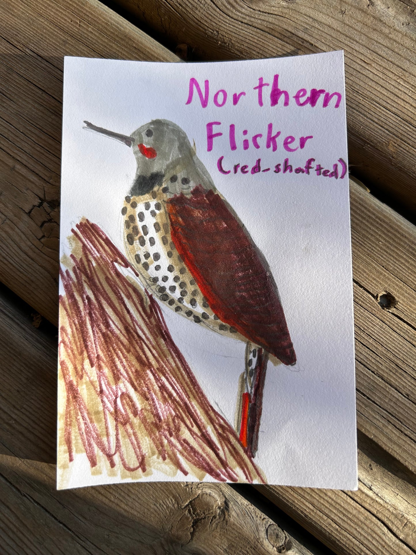 Northern Flicker
