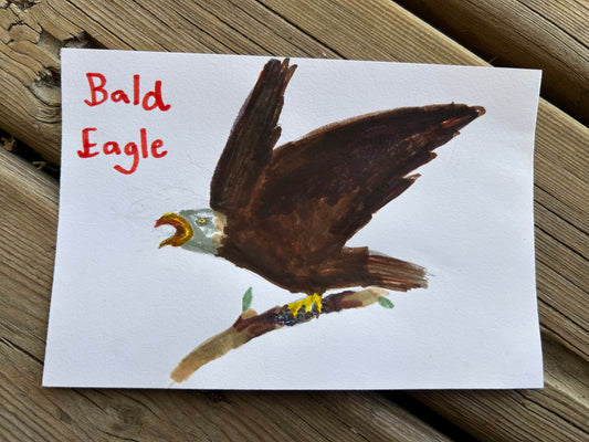Bald Eagle