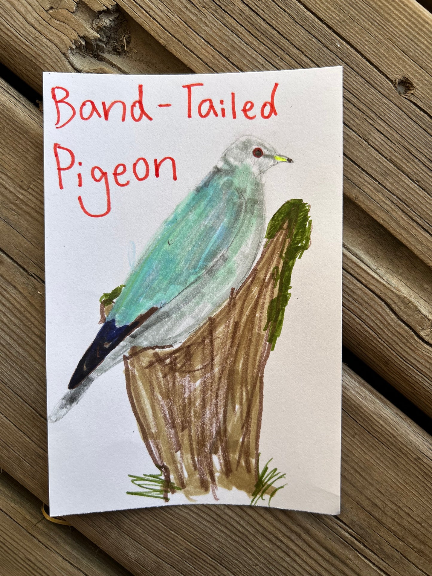 Band Tailed Pigeon