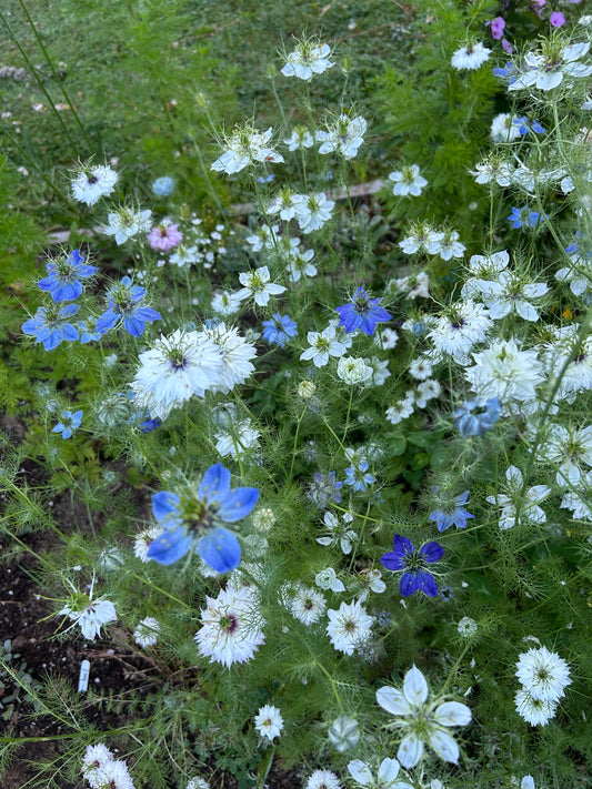 Nigella Mix Seeds