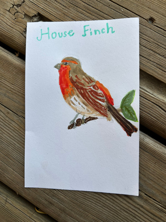 House Finch