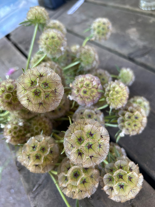 Star Scabiosa Seeds
