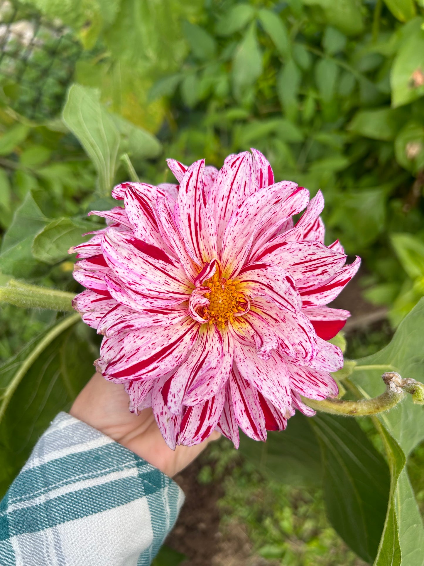 Open pollinated tubers