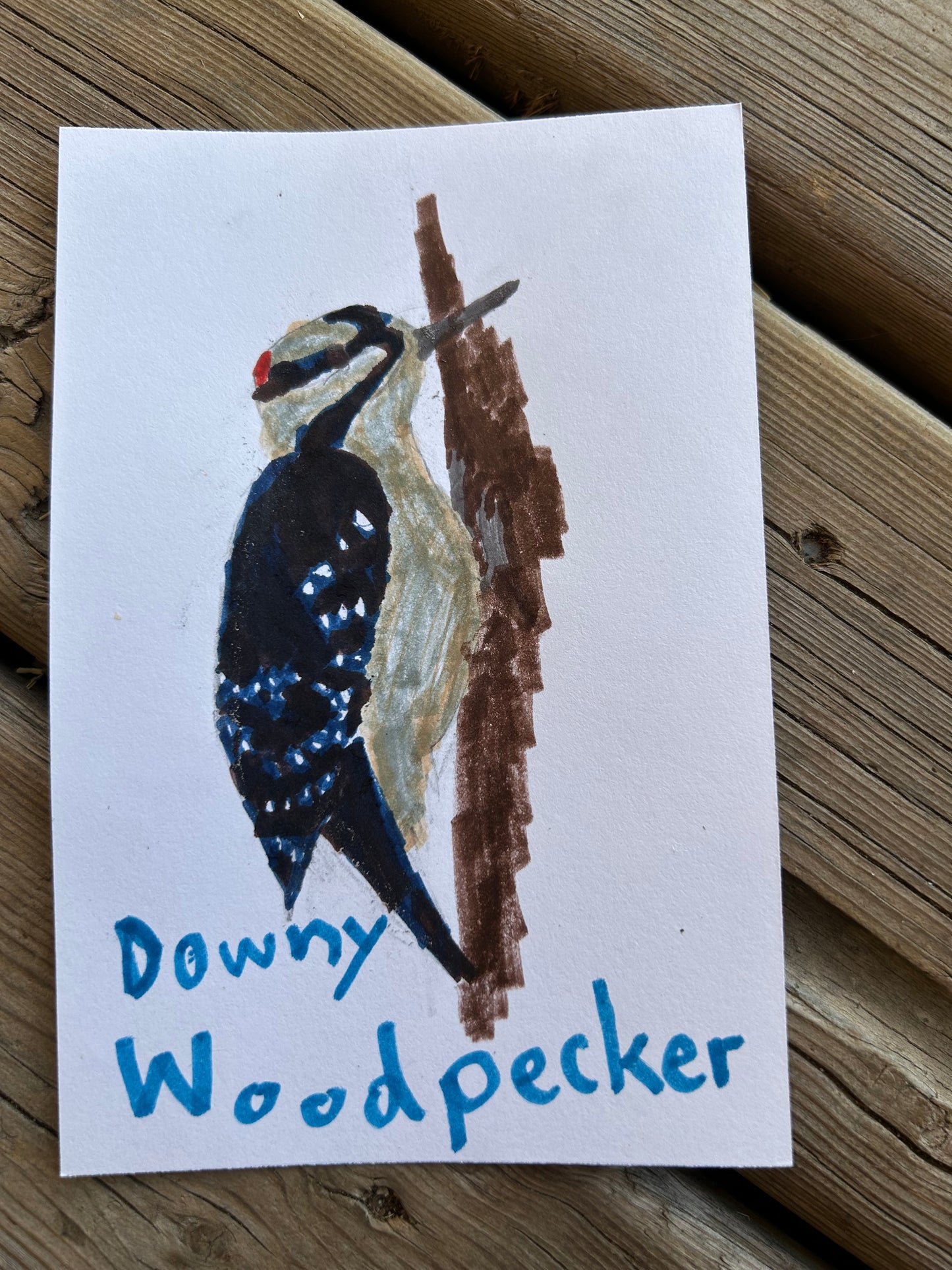 Downy Woodpecker