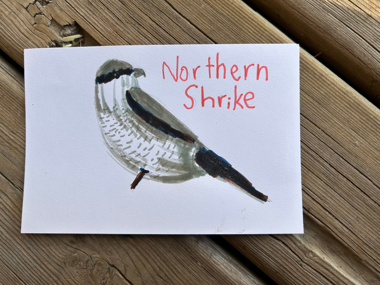 Northern Shrike