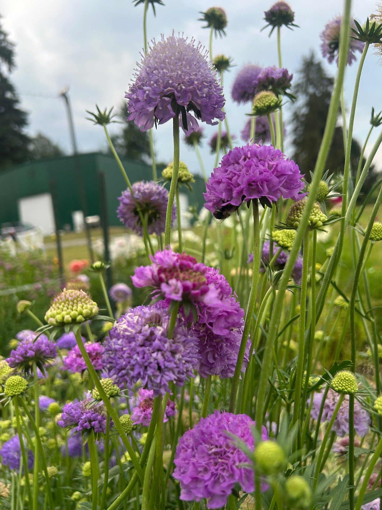 Imperial Mix Scabiosa Seeds