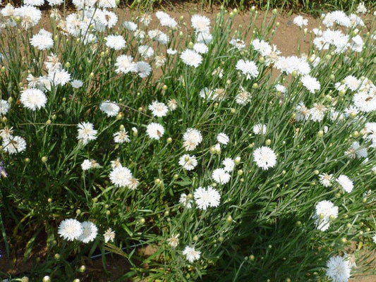 Bachelors Button seeds (white)
