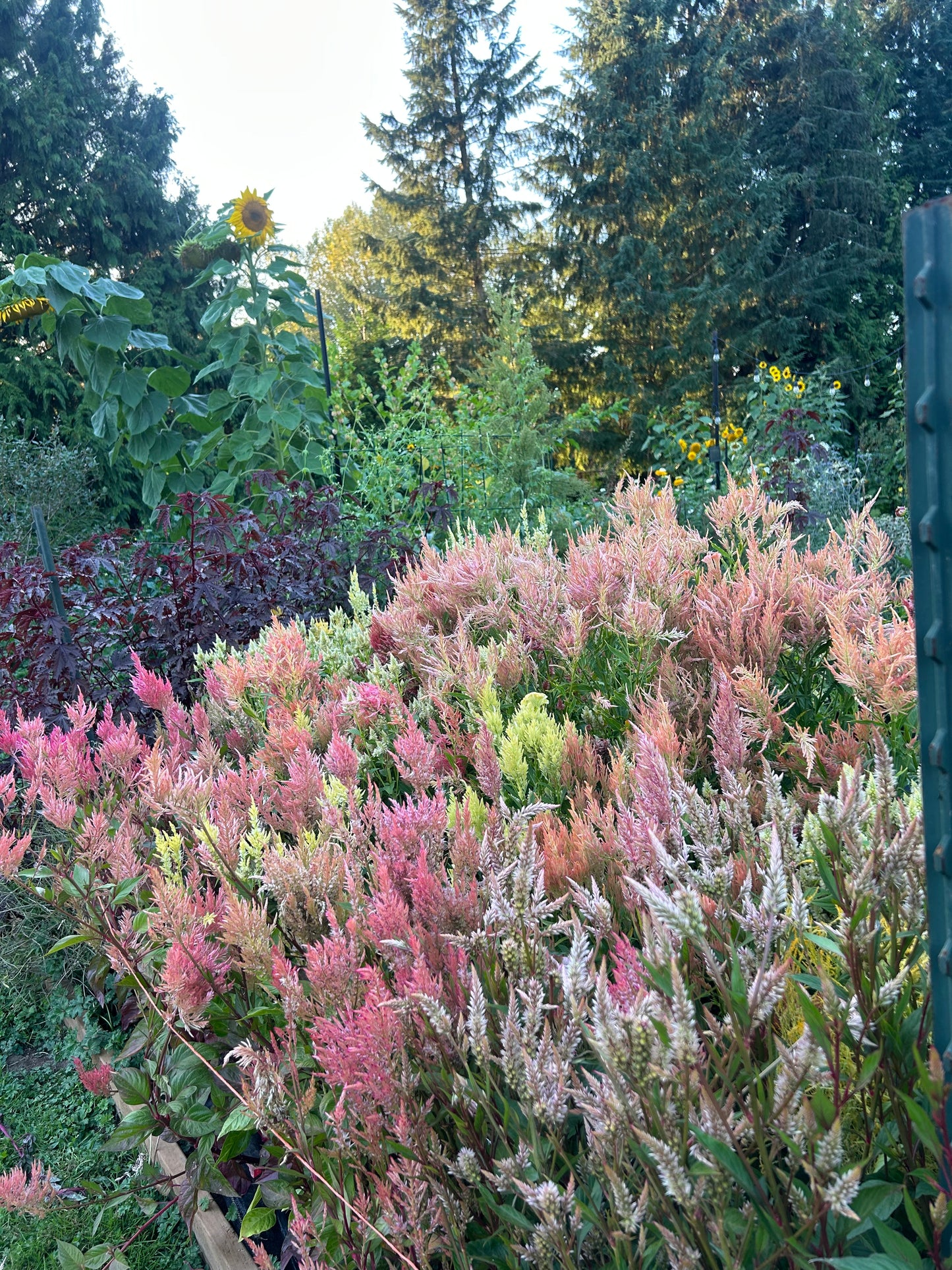 Celosia Mix Seeds