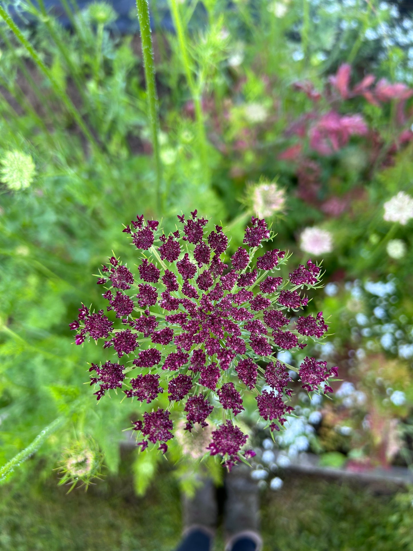 Chocolate Lace Seeds (Dara)