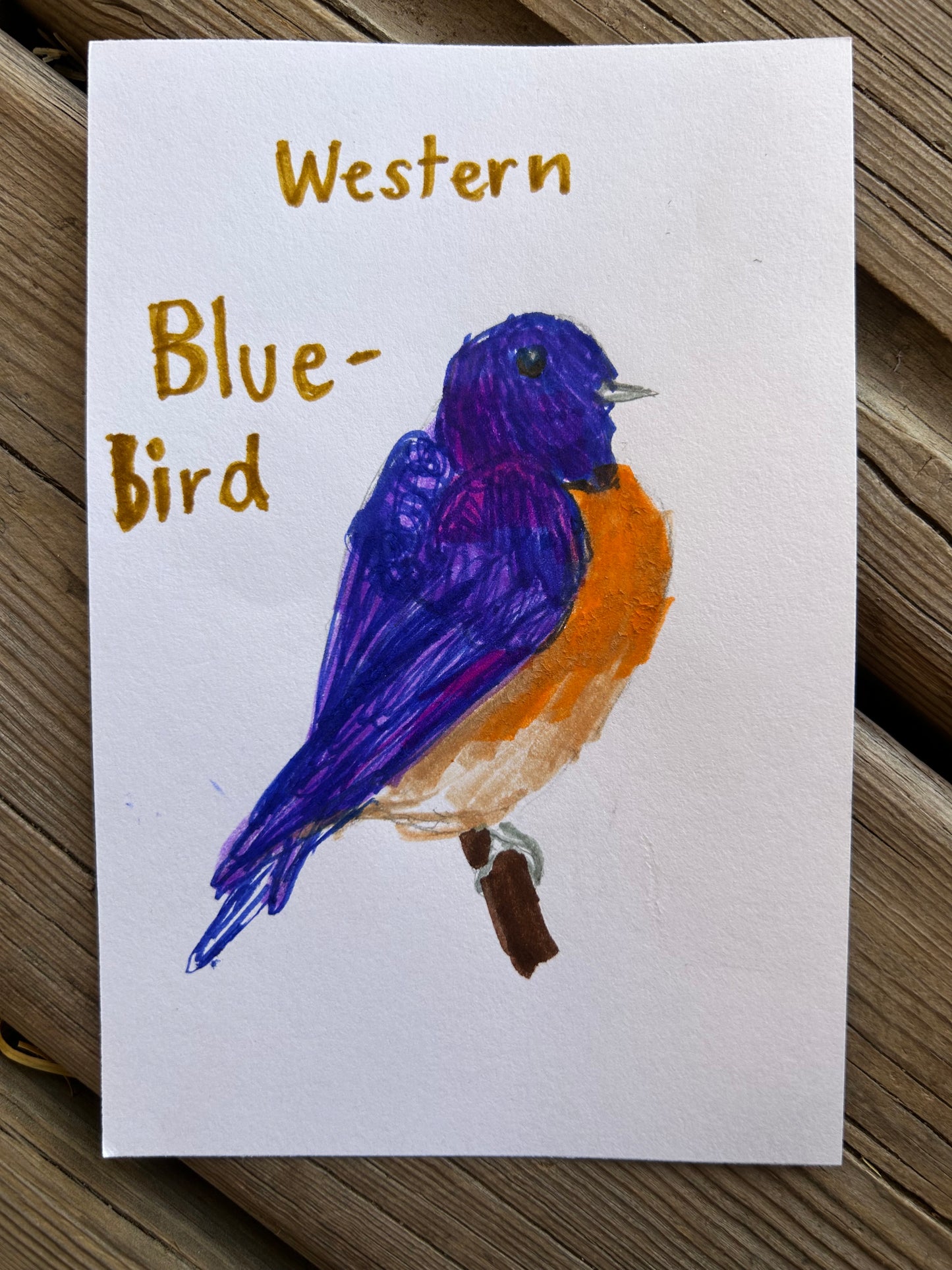 Western Bluebird