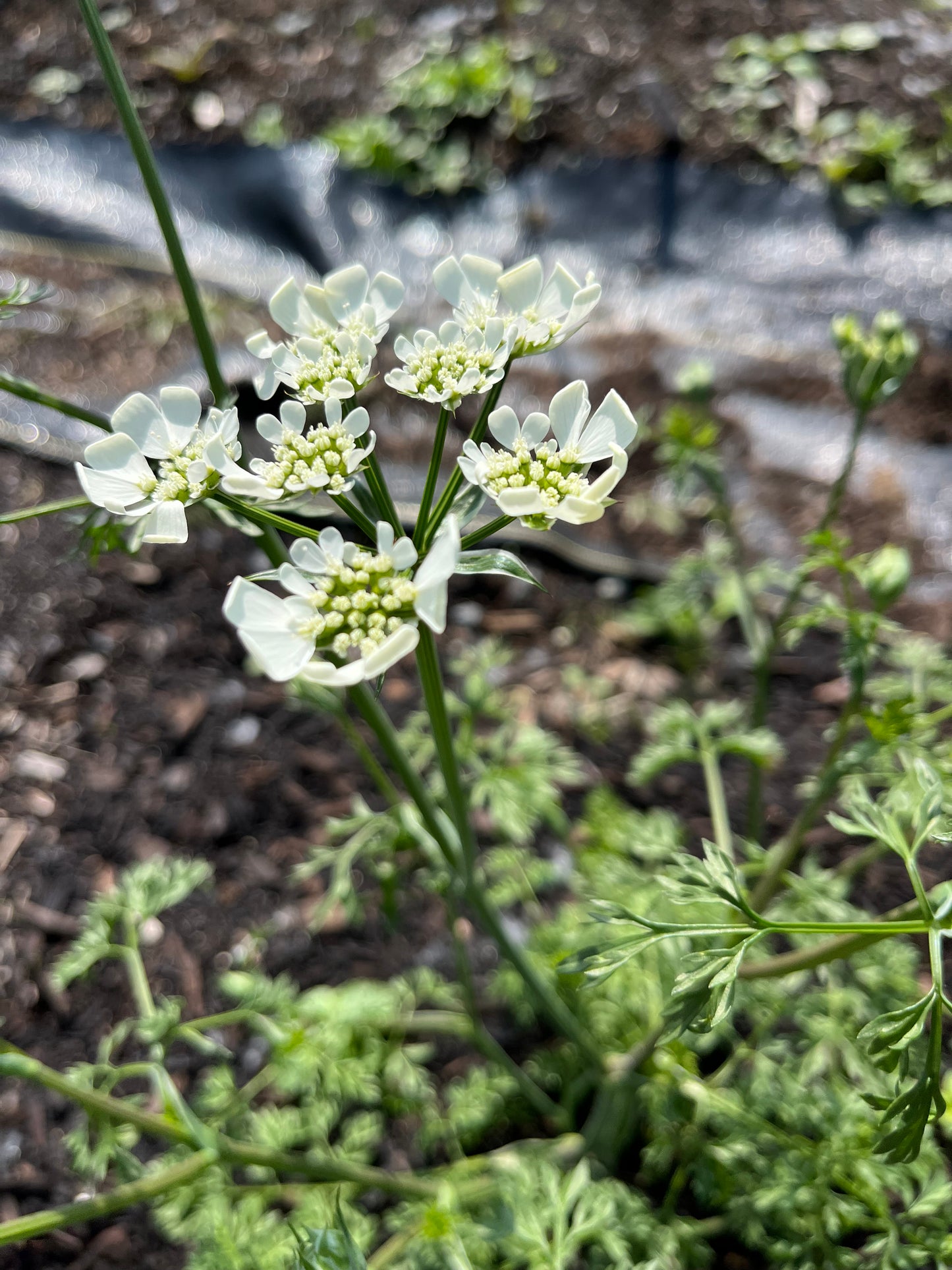 Orlaya Seeds