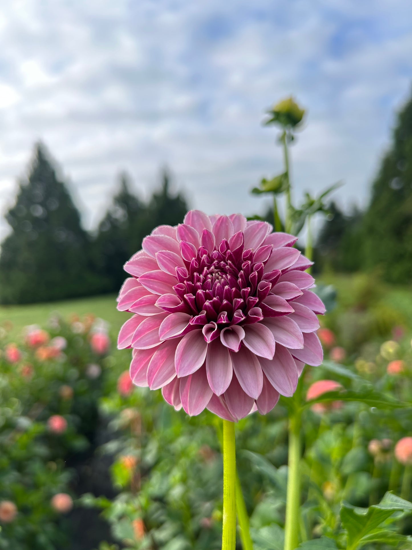 Salish Twilight Girl