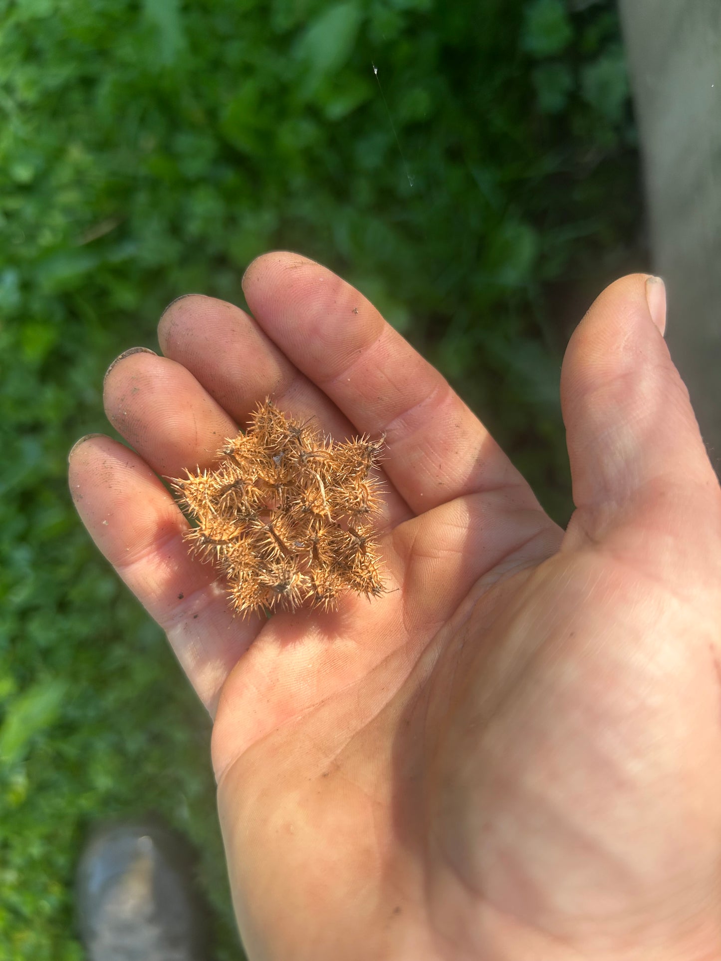 Orlaya Seeds