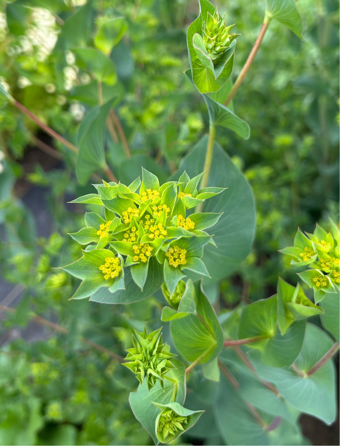 Bupleurum Seeds