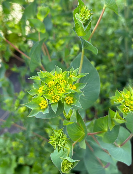 Bupleurum Seeds