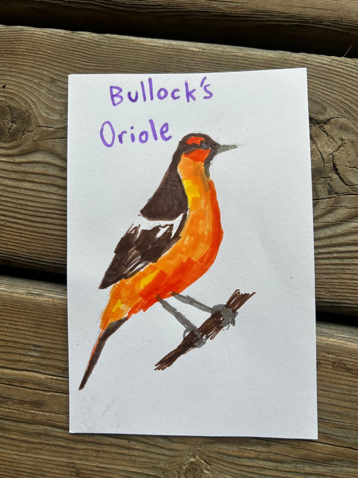 Bullock’s Oriole
