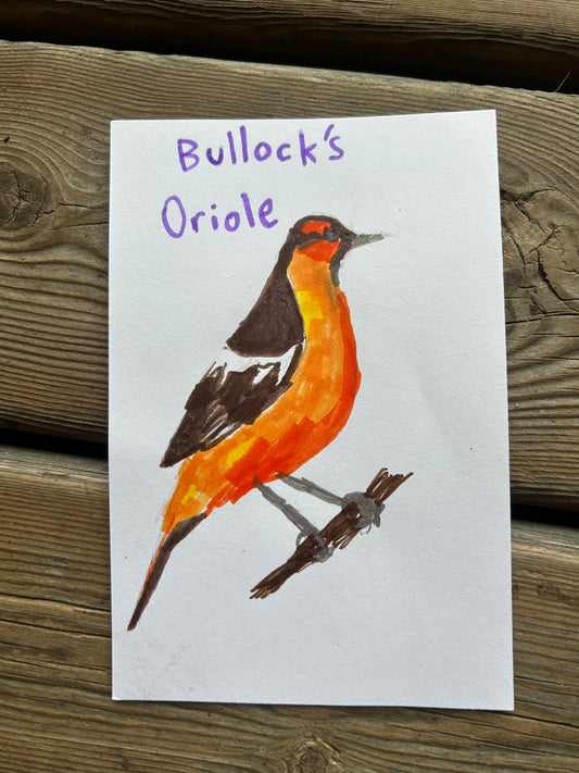 Bullock’s Oriole