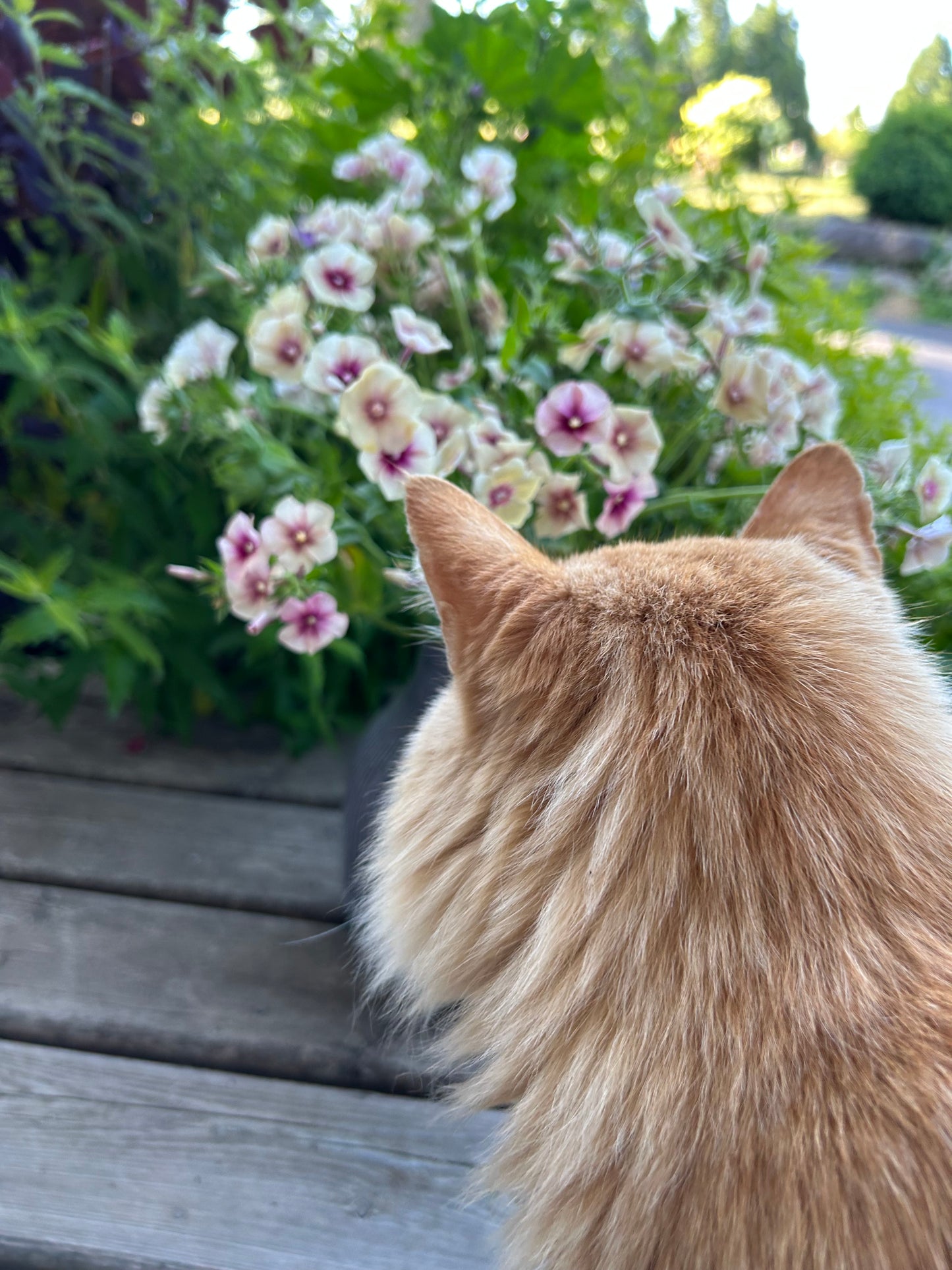 Cherry Caramel Phlox Seeds