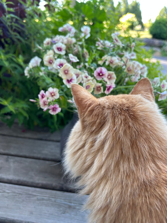 Cherry Caramel Phlox Seeds