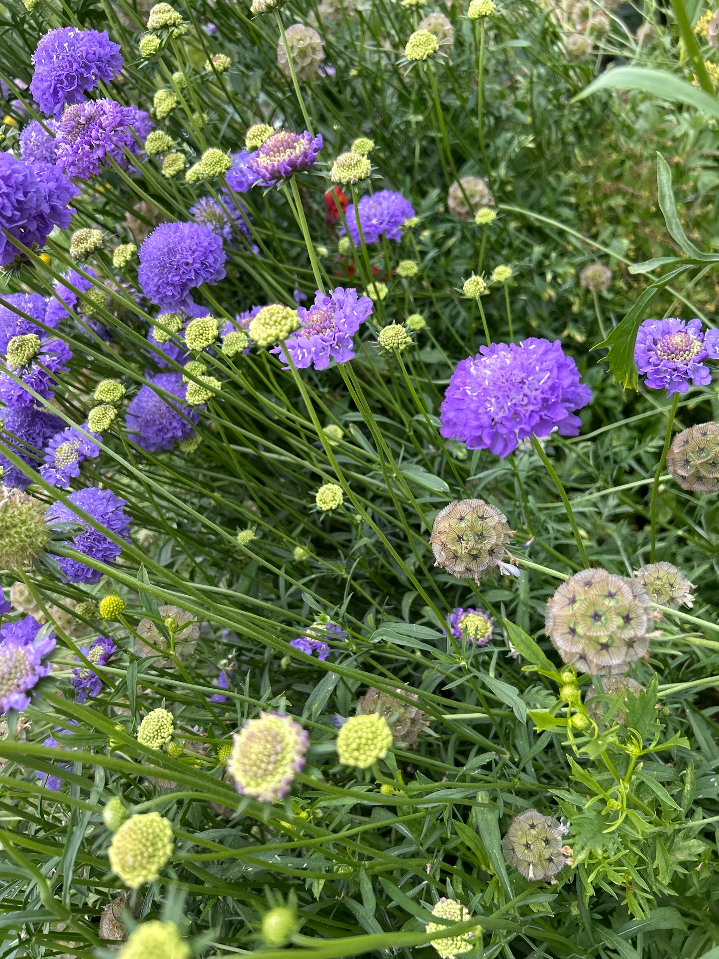 Imperial Mix Scabiosa Seeds