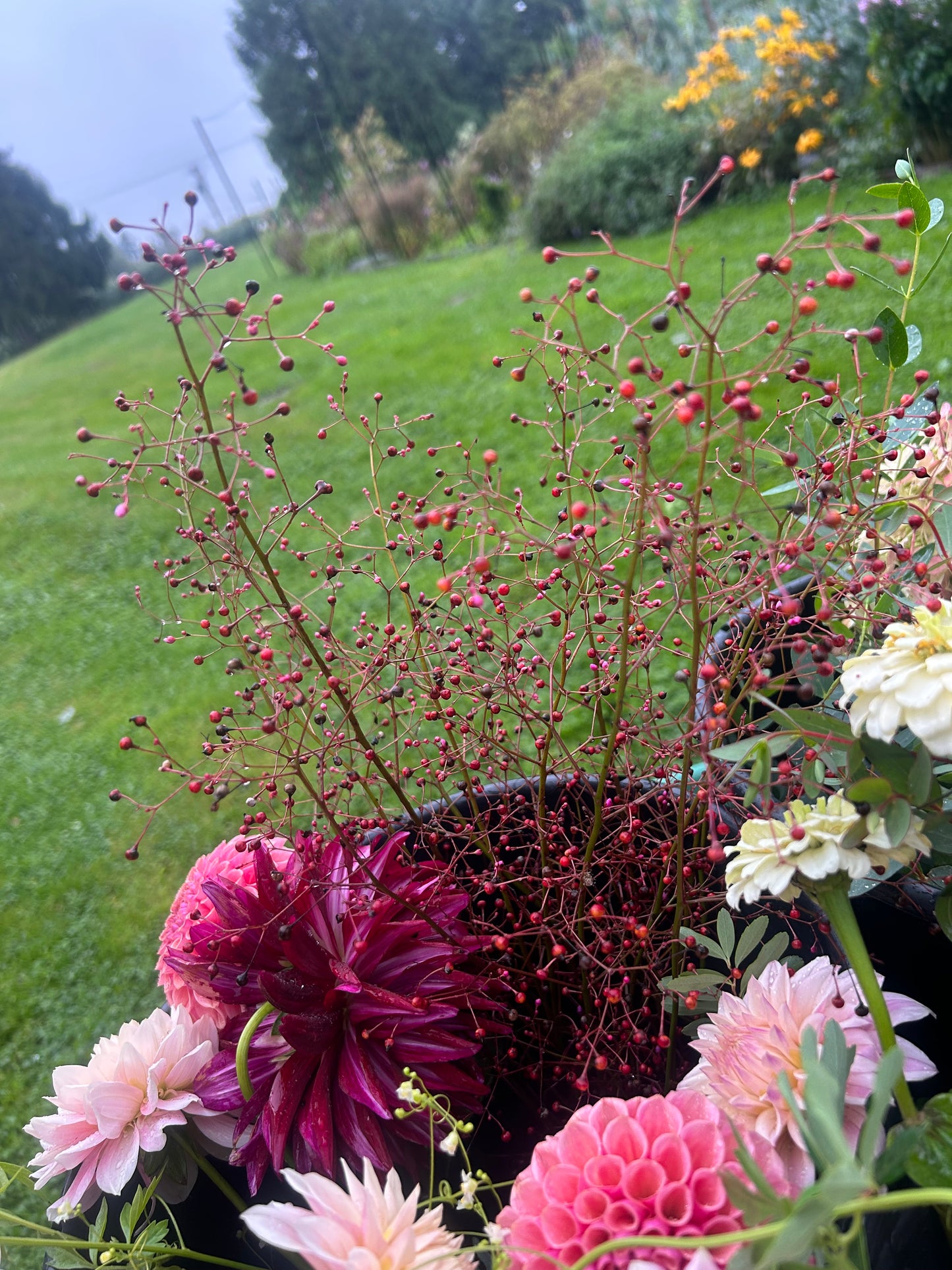 Jewels of Opar Seeds