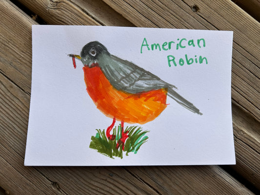 American Robin
