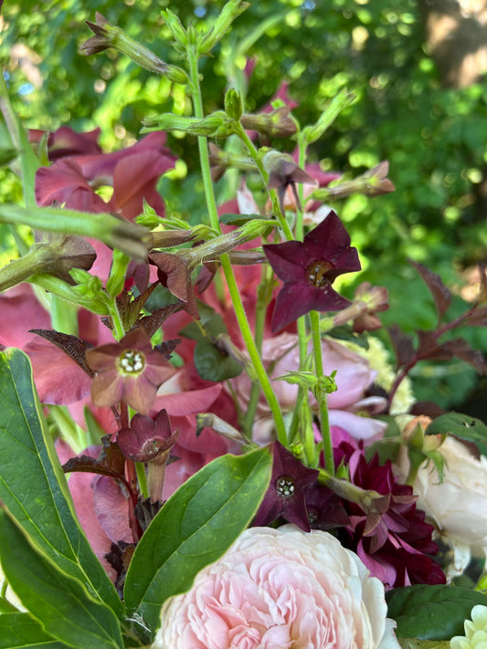 Bronze Nicotiana