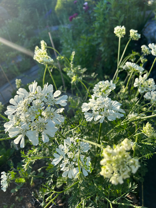 Orlaya Seeds